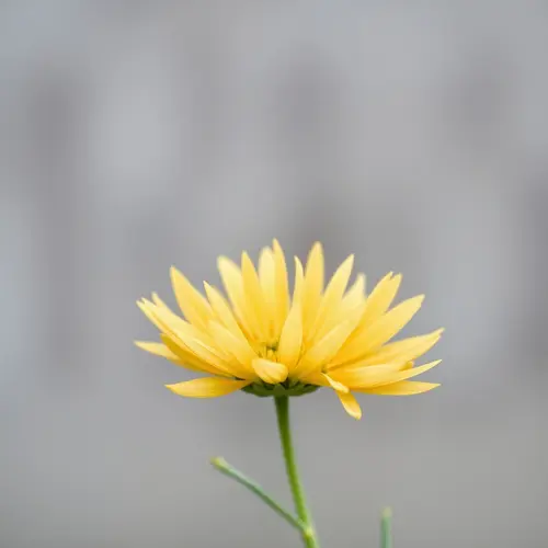 An abstract placeholder image indicating missing content for article metadata generation.